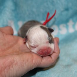 Boy 4 - Blue male Boston Terrier puppy in Georgia from A-K Boston Terriers