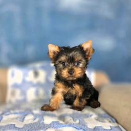 Male pup - Black and tan male Yorkshire Terrier puppy in Polk City, Florida from Yorkies by Casey