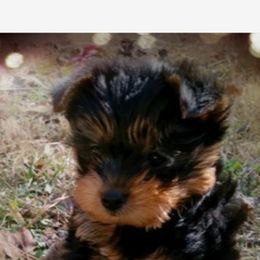 Poodle, Yorkipoo, and Yorkshire Terrier Puppies from Yorkie Oodle Doodle