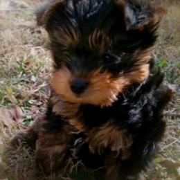 Poodle, Yorkipoo, and Yorkshire Terrier Puppies from Yorkie Oodle Doodle