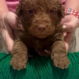 Dark Green Male - Brown male Chesapeake Bay Retriever puppy in Houston, Texas from Monarch Chesapeakes