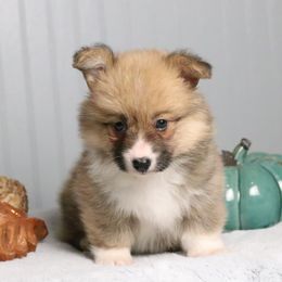 Cinnamon (Fluffy) - Sable and white female American Corgi puppy in Fayetteville, Arkansas from Intergalactic Corgis