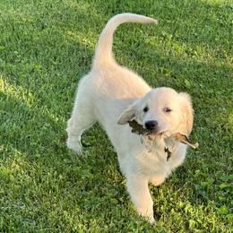 Grace - Light golden female Golden Retriever puppy in Minerva, Ohio from Milligan Valley Golden Retrievers
