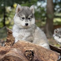 Siberian Husky Puppies from Addison Grove Huskies
