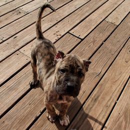 Siete - Silver male Perro de Presa Canario puppy in Lenexa, Kansas from Medianoche GatoPerros