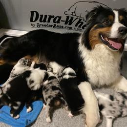 Australian Shepherd Puppies from Badlands Australian Shepherds