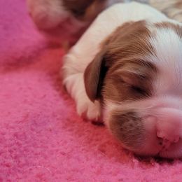Girl 1 - Cavalier King Charles Spaniel puppy from Faithful Friends Cavaliers