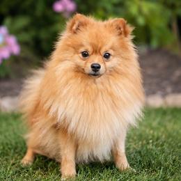 Bear - Red male Pomeranian puppy in Buck Valley, Pennsylvania from Buck Valley Pomeranians