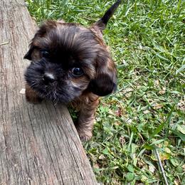 Betty - Brindle female Cavatzu puppy in Saint Paul, Minnesota from Amy’s Puppy Tzu