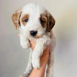Theo - Parti male Goldendoodle puppy in Auburn, Indiana from Martin’s Doodles