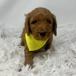 Eden's Yellow Male - Apricot male Goldendoodle puppy in Great Falls, Montana from Montana Goldendoodles