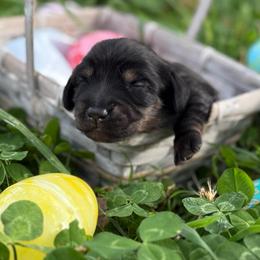 Zelda's Black - Black and cream male Dachshund puppy in Nashville, Arkansas from Whisenhunt Farms