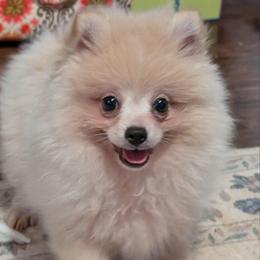Throwback Johnny - Cream male Pomeranian puppy in Danielsville, Georgia from PassionatePomPoms