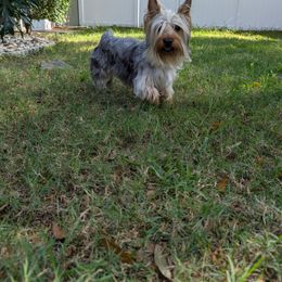 Silky Terrier Puppies from Blu Diamond
