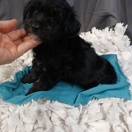 Saturn - Black and tan male Schnoodle puppy in Andalusia, Alabama from Kaleidoscope Kennels