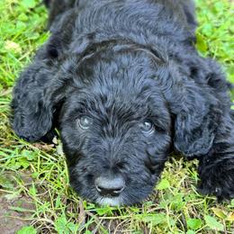 Coal - Black phantom male Aussiedoodle puppy in Churchville, New York from Bluebird Family Farm