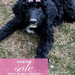 Greta - Black and white Aussiedoodle puppy in Appleton, Wisconsin from Summers Haven Doodles