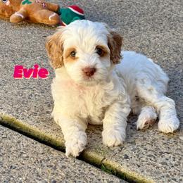 Australian Labradoodle Puppies from Sweet Home Labradoodles