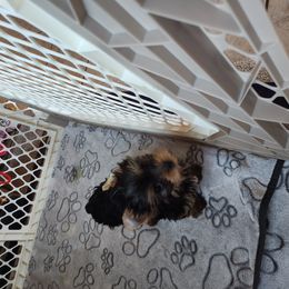 Yorkshire Terrier Puppies from Little Yorkie World Texas