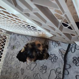Yorkshire Terrier Puppies from Little Yorkie World Texas