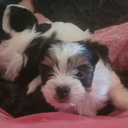 Biewer Terrier Puppies from Hearts n Paws