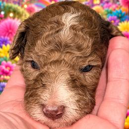Boy 1 - TBD - Parti male Goldendoodle puppy in Allegan, Michigan from Cocoa Doodles