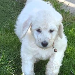 Calvin - White male Poodle puppy in Aurora, Colorado from Simply Amazing Doodles