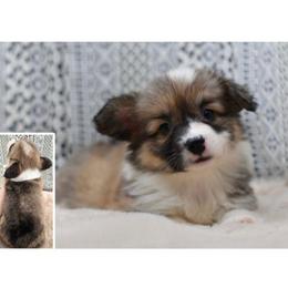 Lottie - 100 Acre Woods - Sable and white female American Corgi puppy in Lithia, Florida from Diamondcrest Inc