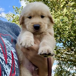Brown Boy - Golden male Golden Retriever puppy in Macy, Indiana from Macy Golden Meadows