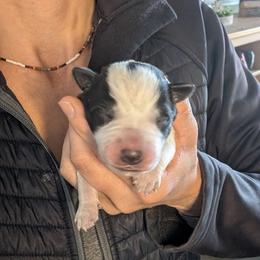 Red Collar - Blue male Australian Cattle Dog puppy in Ammon, Idaho from Piney River Cattle Dogs