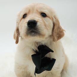 Pepper - Light golden male Golden Retriever puppy in Elmwood Park, Illinois from Goldens&MiniAussiesWithFinesse