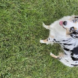 Cowboy  - Australian Shepherd