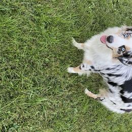 Cowboy  - Australian Shepherd