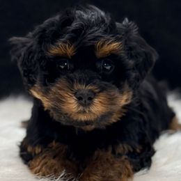 Cash - Black and tan male Yorkipoo puppy in Lebanon, Kentucky from Mosaic Merle Doodles