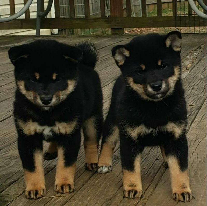 Kobushi Shiba in Tennessee | Shiba Inu puppies | Good Dog