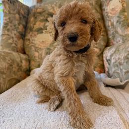 Snickers - Apricot male Poodle puppy in St. Johnsbury, Vermont from Poodles of the Northern Woods