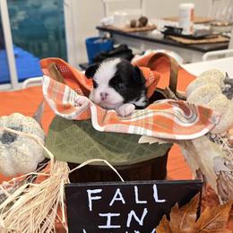 Girl 2 - Black and white female Chihuahua puppy in Lugoff, South Carolina from Cutie Pie Chihuahua's
