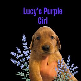 Golden Retriever Puppies from Family Loved Golden Retrievers