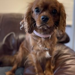 Cavalier King Charles Spaniels from Jones Grove Puppies