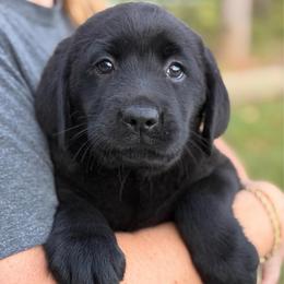 Valor - Black female Labrador Retriever puppy in Archer Lodge, North Carolina from Archer Lodge Labradors