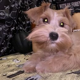 Miniature Schnauzer Puppies from Tamed by Emmy (Emariella’s Miniature Schnauzers)