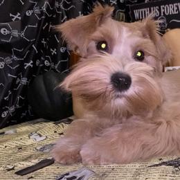 Miniature Schnauzer Puppies from Tamed by Emmy (Emariella’s Miniature Schnauzers)