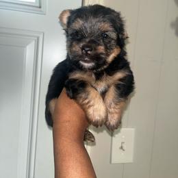 Marlin - Black and tan male Yorkshire Terrier puppy in Gastonia, North Carolina from Banks Dynasty Kennel