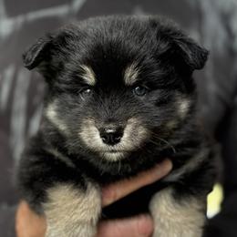 Pomsky Puppies from Raleigh Pomskies
