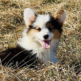Hazel-hot pink collar - Black and tan female Pembroke Welsh Corgi puppy in Benjamin, Utah from Nuna’s  Corgis