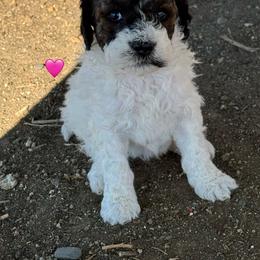 Butterfly - Tri-color female Bernedoodle puppy in Longmont, Colorado from Colorado Miniature Bernedoodle Puppies
