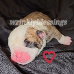 Alice - Red and white Bulldog puppy in Granville, Iowa from Wrinkly Blessings English Bulldogs