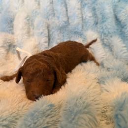 David - Red male Cavapoo puppy in Winfield, Alabama from Rose Lane Doodles