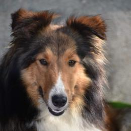 Mya - Shetland Sheepdog
