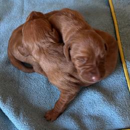 Boy 2 - Golden rust male Vizsla puppy in Albany, Texas from Big Country Kennels